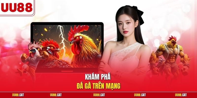 Khám phá đá gà trên mạng 
