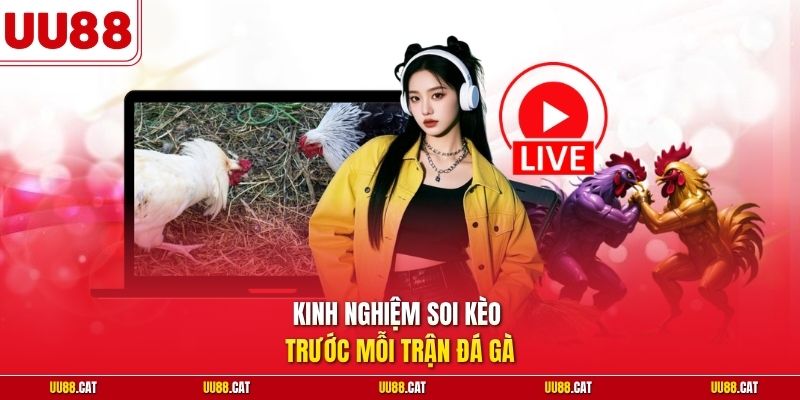 Kinh nghiệm soi kèo trước mỗi trận đá gà 